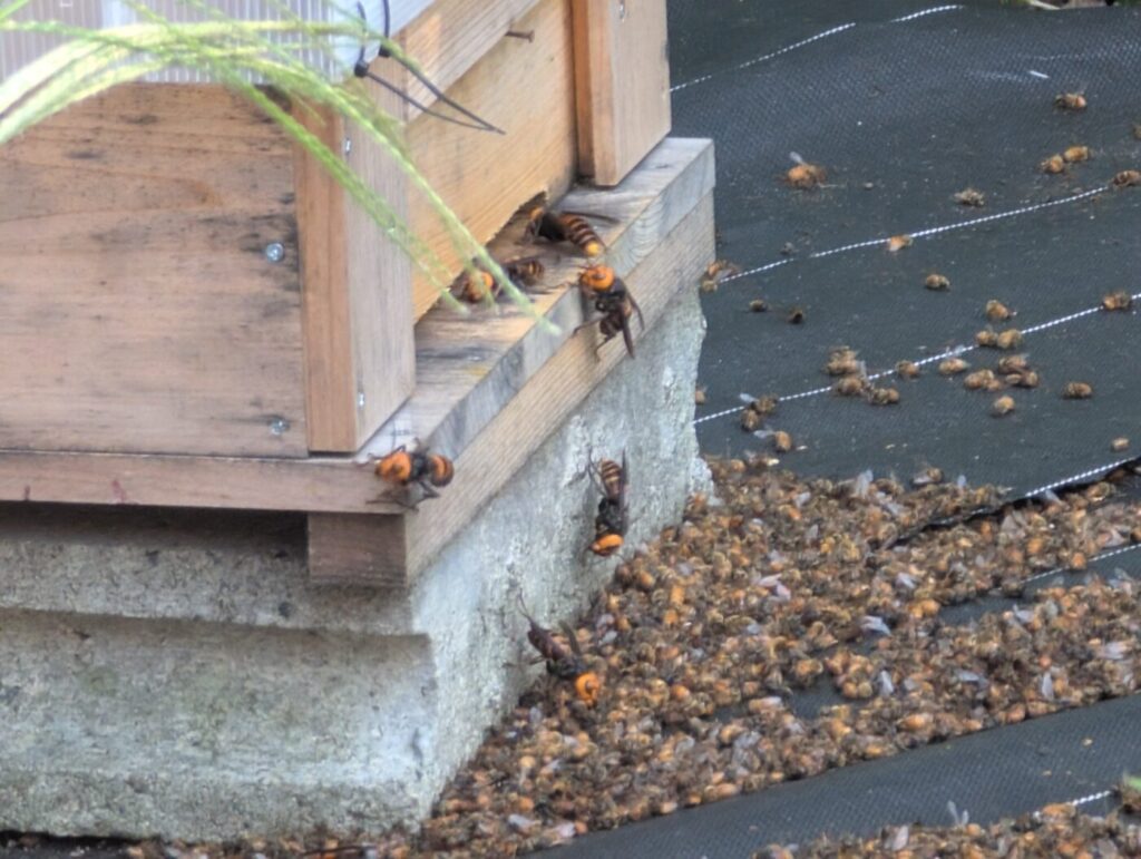 【閲覧注意】スズメバチの襲来