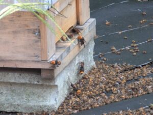 【閲覧注意】スズメバチの襲来